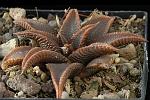 Haworthia Koelmaniorum Cm. 8 € 46.00